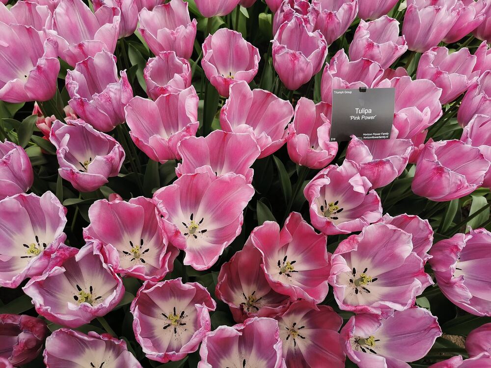 Roze tulpen in bloei op de Keukenhof in Lisse