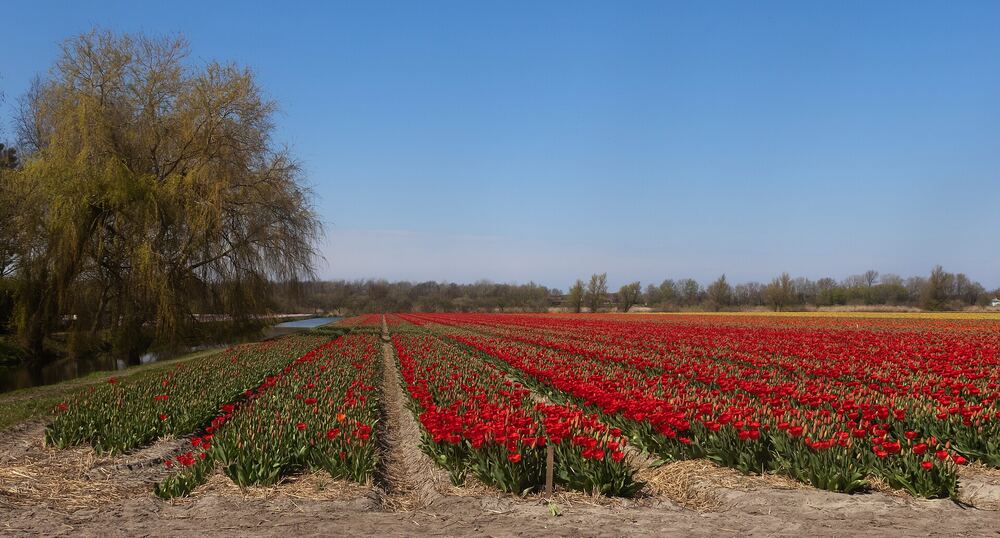 Een rood tulpenveld bij Noordwijkerhout onder een blauwe lucht