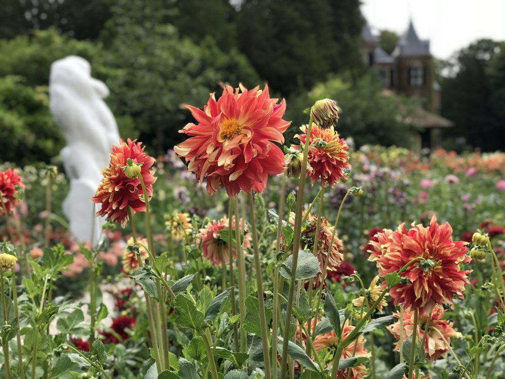 Dahlia’s in de kasteeltuinen van Keukenhof in de Bollenstreek