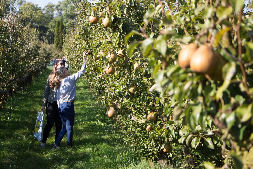 Zelfpluk dagen voor appels en peren bij Landgoed de Olmenhorst in de Bollenstreek