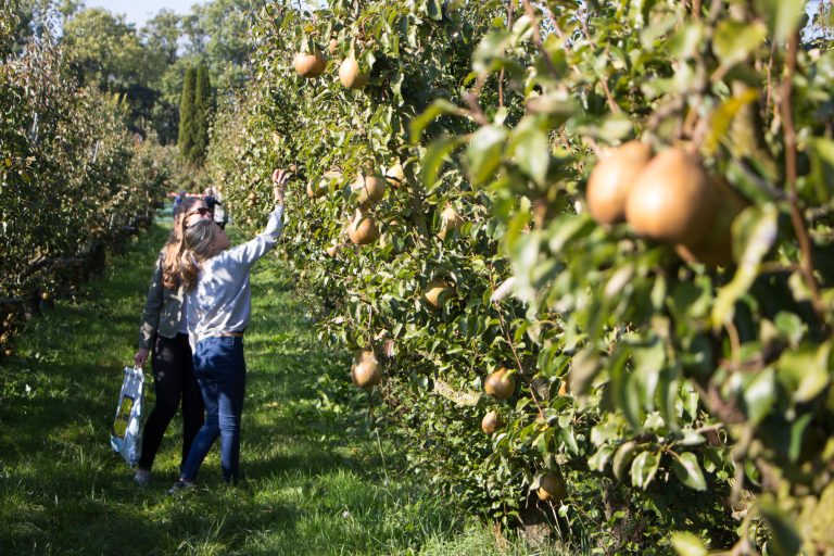 Zelfpluk dagen voor appels en peren bij Landgoed de Olmenhorst — markt-eten in Bollenstreek