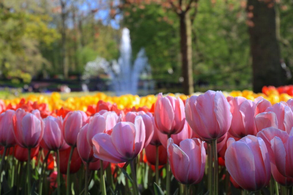 Openingsweekend Keukenhof 2027 in de Bollenstreek