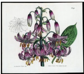 Museum de Zwarte Tulp – Tekeningen Sydenham Edwards — museum-expo in de Bollenstreek