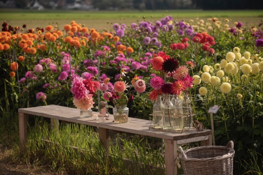 Dahlia en zonnebloemen pluktuin – De Tulperij — Natuur in de Bollenstreek