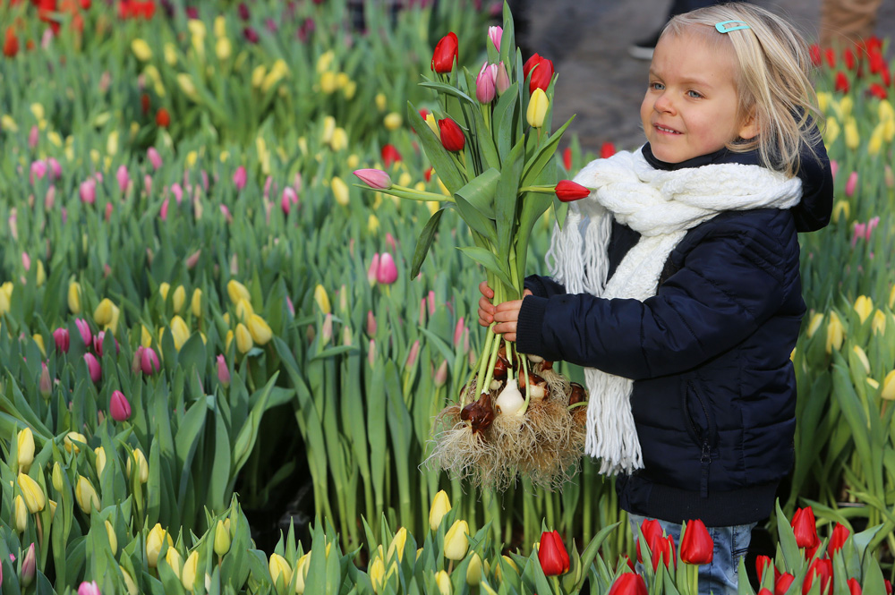 Tulpen plukken op Nationale Tulpendag in Amsterdam in Noordwijk